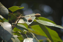 Walsura trifoliolata var. trifoliolata